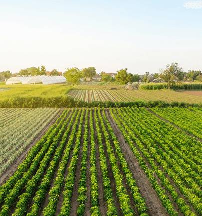 agribusiness